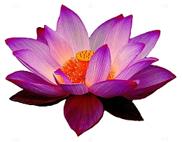 盛开的莲花