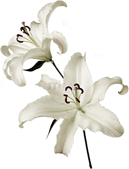 洁白的百合花
