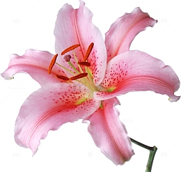 盛开的粉色百合花