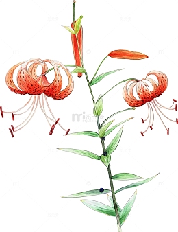 手绘百合