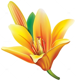黄色百合花