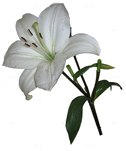 清香芬芳的白百合