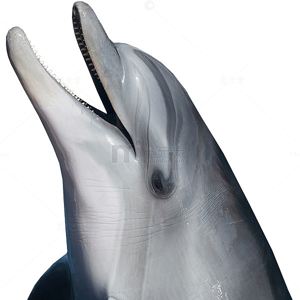 可爱呆萌海洋生物海豚