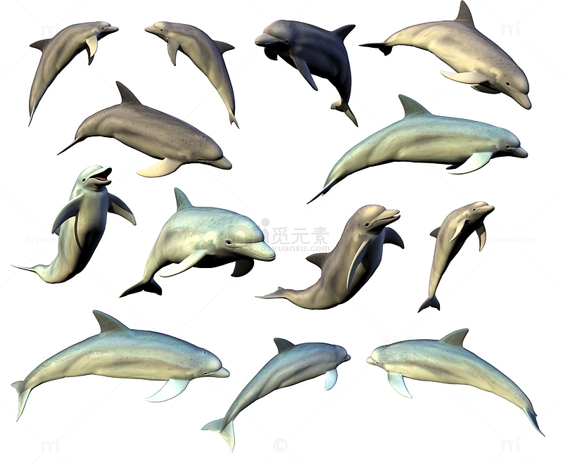 各种形态的海豚