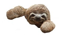 一只可爱的树獭