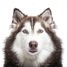 阿拉斯加雪橇犬