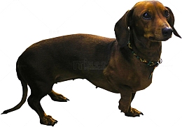 宠物腊肠犬