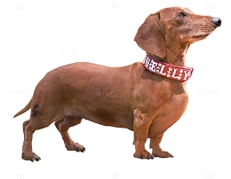 精神奕奕的腊肠犬