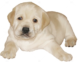 拉布拉多幼犬