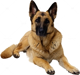 德国牧羊犬立耳狼狗