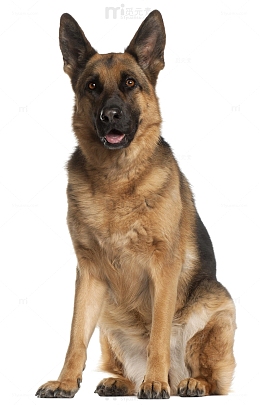 德国牧羊犬中大型犬