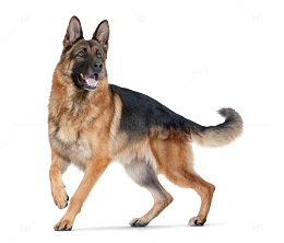德国牧羊犬狼狗警犬