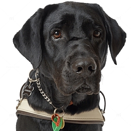 黑色拉布拉多寻回犬