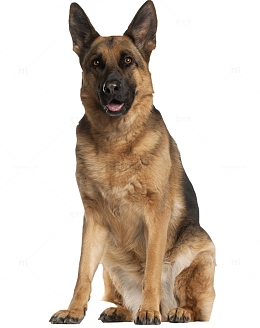 蹲着的牧羊犬