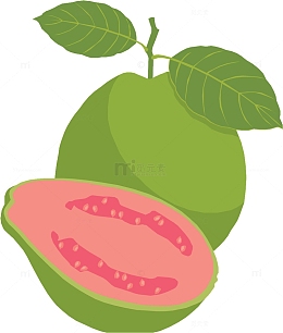 手绘番石榴