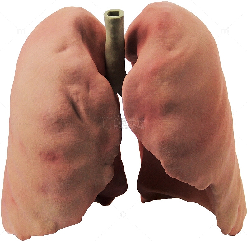 写实肺部