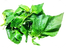 新鲜采摘罗勒叶菠菜