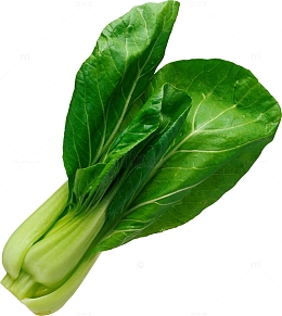 几颗油麦菜