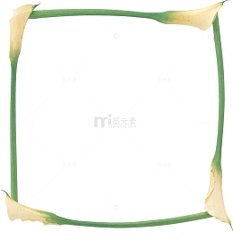 马蹄莲花朵框架