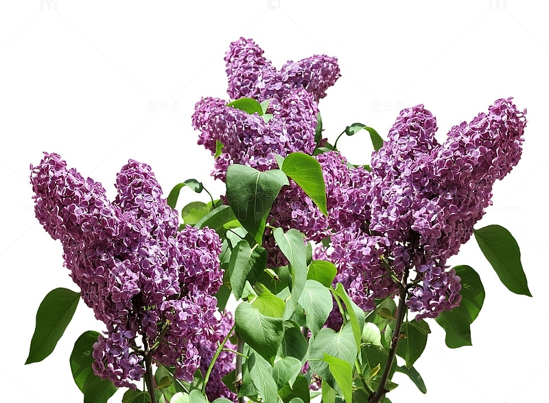 紫丁香花簇