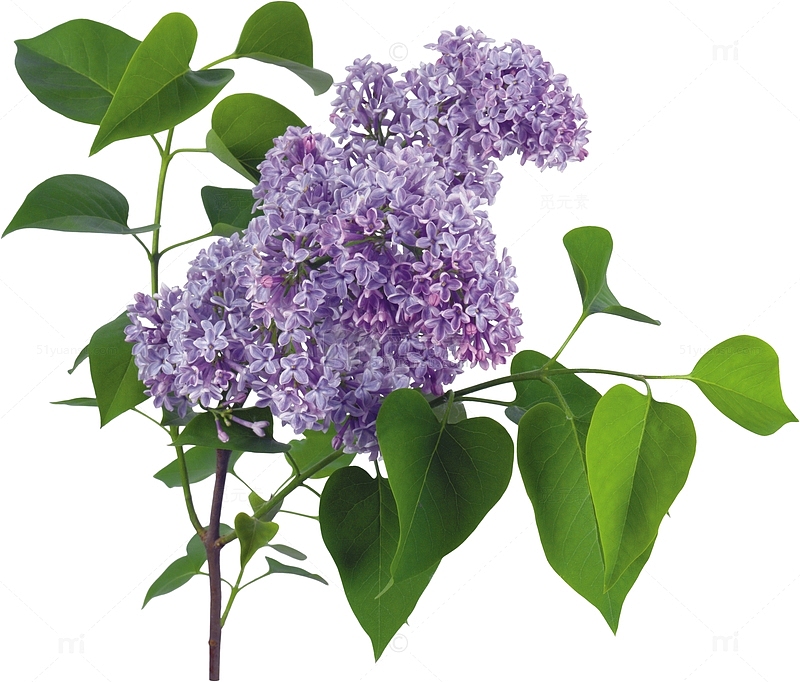 淡紫色欧丁香花卉