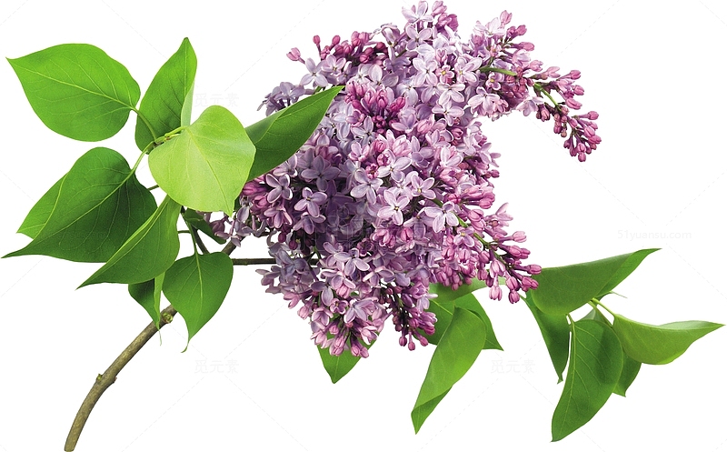 紫丁香花朵