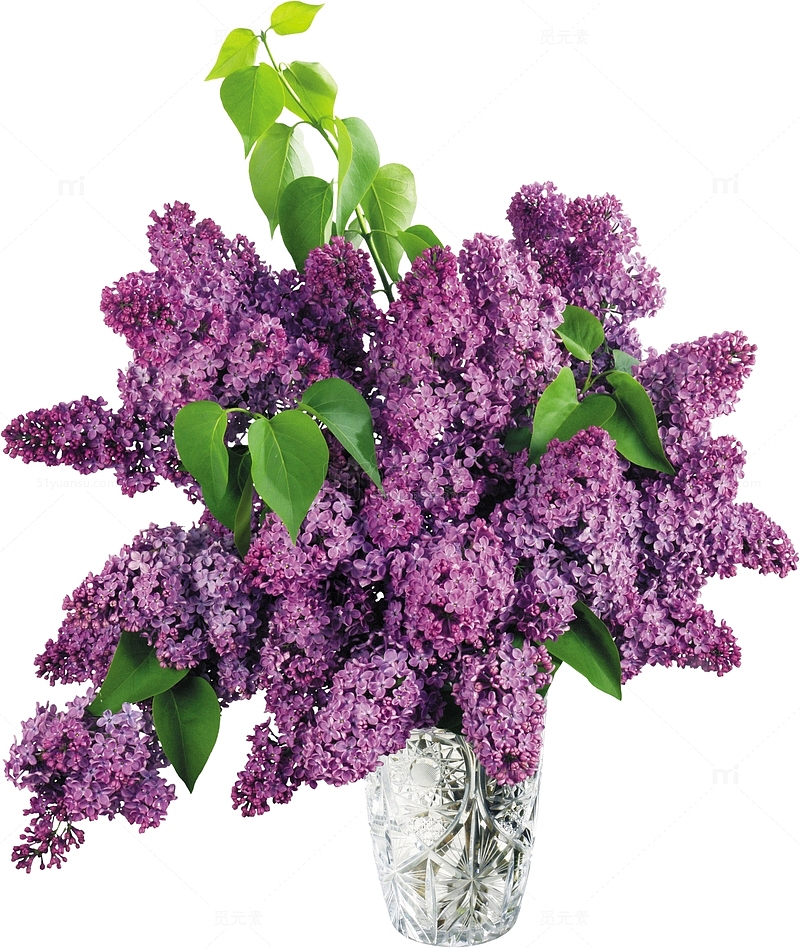 花瓶里的紫丁香