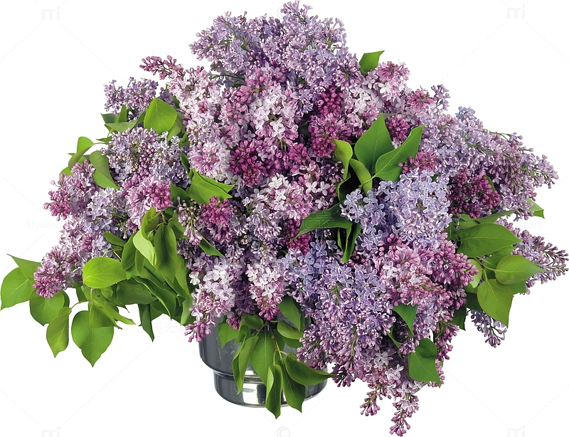 紫丁香花束
