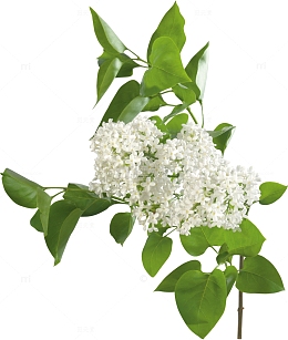 白色暴马丁香花