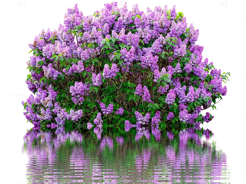 一丛紫丁香