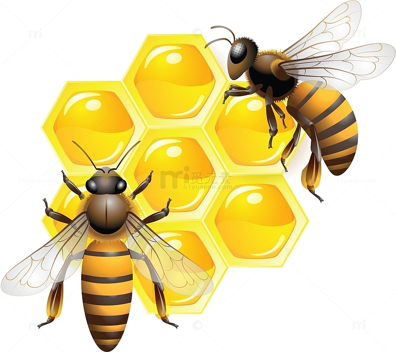 采蜂蜜的小蜜蜂