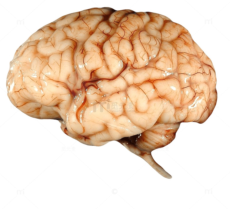人的大脑