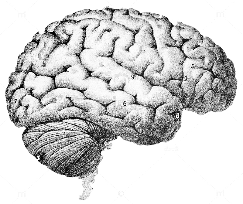智慧大脑人脑