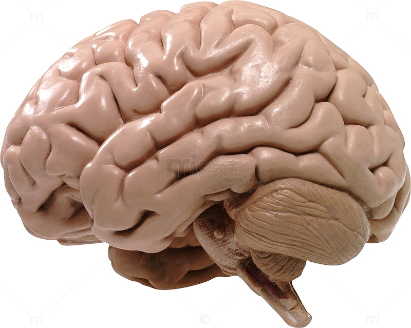 神经科大脑解剖模型