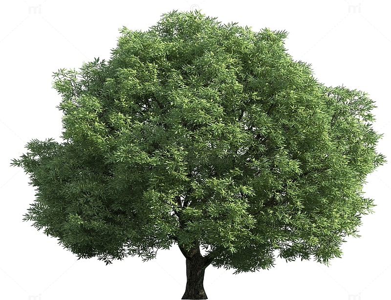 高清绿色植物树木大树