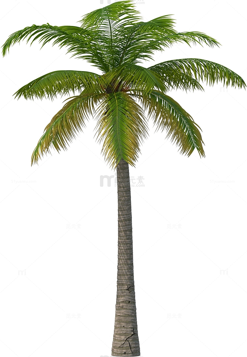 一颗棕榈树