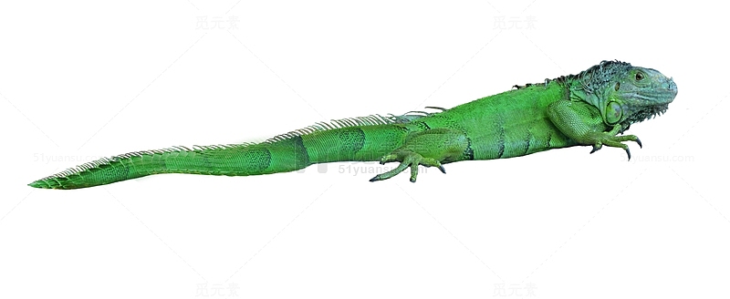 鬣蜥属绿色蜥蜴