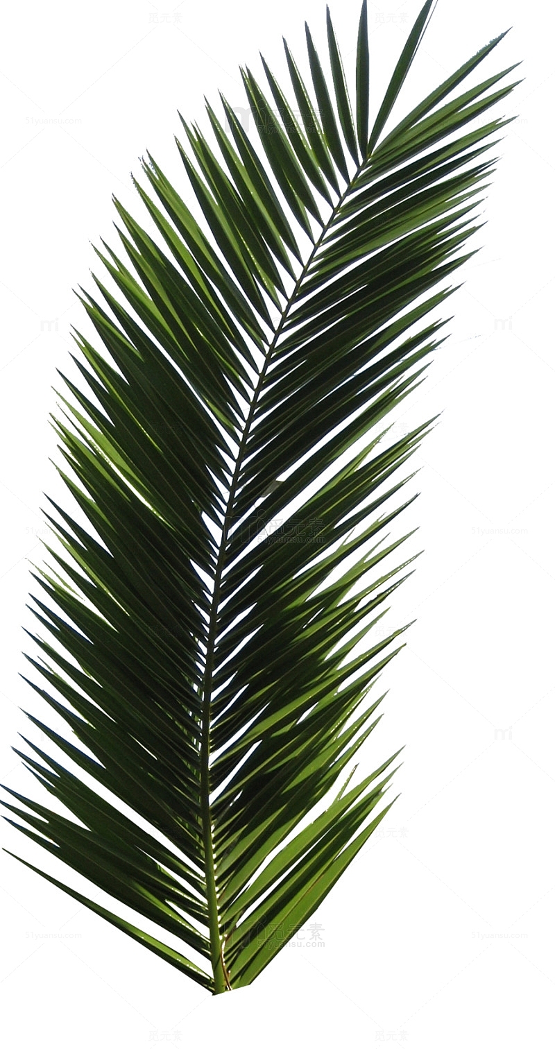 绿色植物棕榈树叶