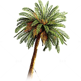 阳光海滩椰树棕榈树