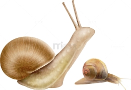 卡通蜗牛