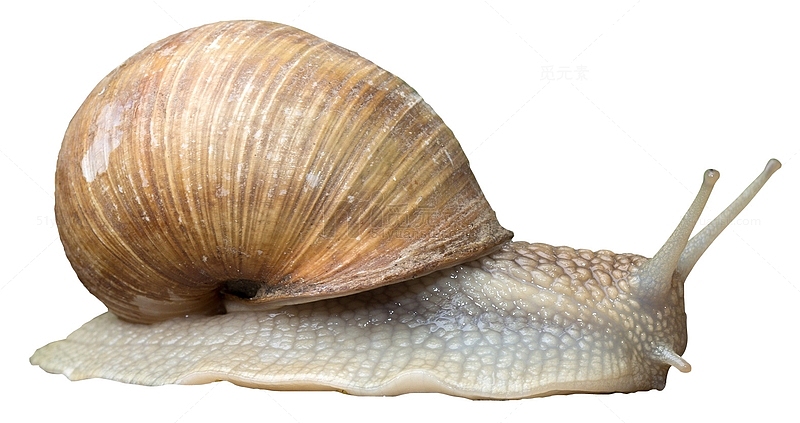 背壳蜗牛