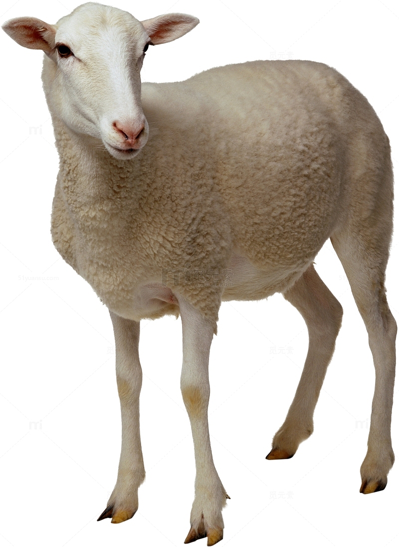 一只白色站立的绵羊