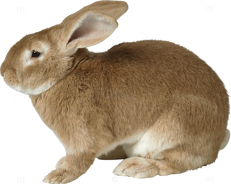 褐色小兔子
