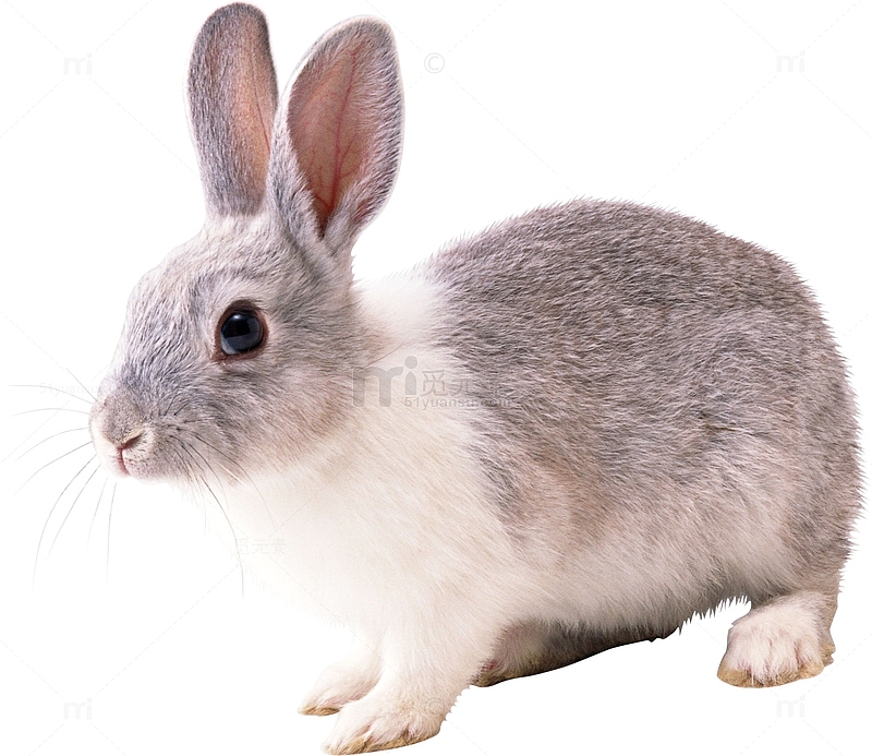 一只灰色的兔子