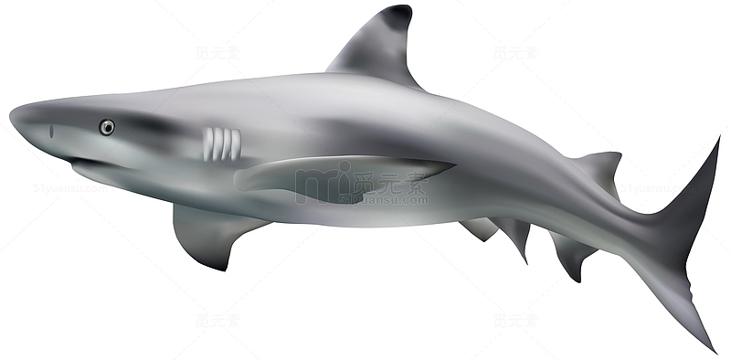 海底生物鲨鱼