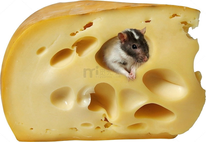 老鼠钻干酪