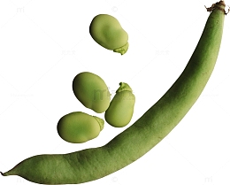 胡豆蚕豆