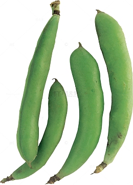 四条蚕豆荚