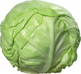 甘蓝包菜蔬菜