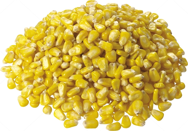 一堆玉米粒